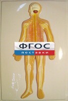 Модель барельефная "Нервная система человека" - fgospostavki.ru - Тамбов