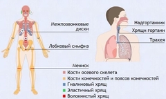 Интерактивные курсы. Биология 9 класс. Базовый. - fgospostavki.ru - Тамбов