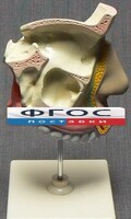 Модель "Разрез носоглотки" - fgospostavki.ru - Тамбов