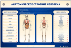Электрифицированный стенд-тренажер c макетом скелета "Анатомическое строение человека" - fgospostavki.ru - Тамбов