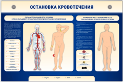 Электрифицированный стенд-тренажер "Остановка кровотечения" - fgospostavki.ru - Тамбов