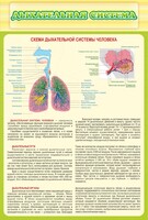 Стенд "Дыхательная система" - fgospostavki.ru - Тамбов