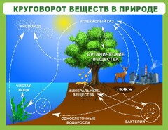 Стенд "Круговорот веществ" - fgospostavki.ru - Тамбов