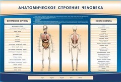 Электрифицированный стенд-тренажер c макетом скелета "Анатомическое строение человека" - fgospostavki.ru - Тамбов