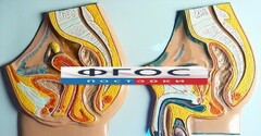 Модель барельефная "Таз мужской и таз женский" - fgospostavki.ru - Тамбов