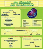 Стенд "От клетки до организма" - fgospostavki.ru - Тамбов