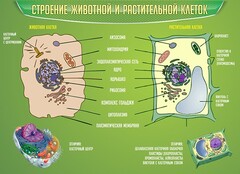 Стенд "Строение животной и растительной клеток" - fgospostavki.ru - Тамбов