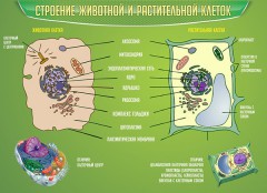  Биология - fgospostavki.ru - Тамбов