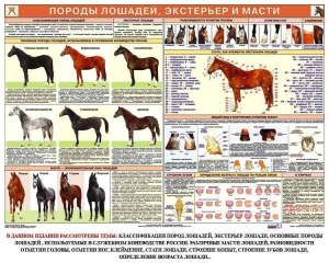 Комплект плакатов "Служебное коневодство" - fgospostavki.ru - Тамбов
