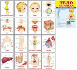 Раздаточные карточки "Тело человека" - fgospostavki.ru - Тамбов