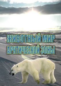 DVD "Животный мир Арктической зоны" - fgospostavki.ru - Тамбов