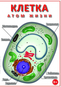 DVD "Клетка - "атом жизни" - fgospostavki.ru - Тамбов