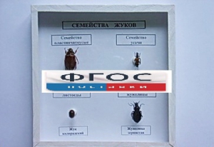 Коллекция "Семейство жуков" - fgospostavki.ru - Тамбов