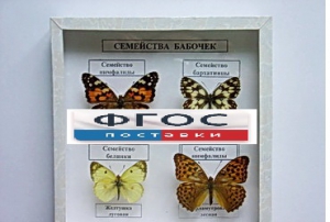 Коллекция "Семейство бабочек" - fgospostavki.ru - Тамбов