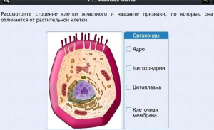 Интерактивные курсы. Биология 8 класс. Базовый - fgospostavki.ru - Тамбов