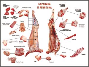 Таблица "Правила разделки мясных туш. Баранина и ягнятина" (100х140 сантиметров, винил) - fgospostavki.ru - Тамбов
