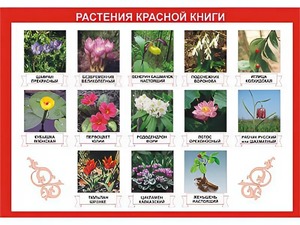 Таблица демонстрационная "Растения Красной книги" (винил 100*140) - fgospostavki.ru - Тамбов