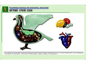 Рельефная таблица "Внутреннее строение голубя" (формат А1, матовое ламинирование) - fgospostavki.ru - Тамбов