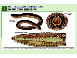 Рельефная таблица "Внутреннее строение дождевого червя" (формат А1, матовое ламинирование) - fgospostavki.ru - Тамбов