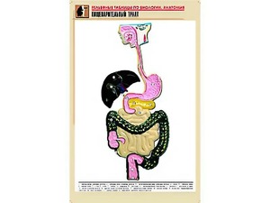 Рельефная таблица "Пищеварительный тракт" (формат А1, матовое ламинирование) - fgospostavki.ru - Тамбов