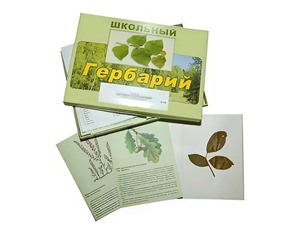 Гербарий "Дикорастущие растения" (30 видов, с иллюстрациями) - fgospostavki.ru - Тамбов