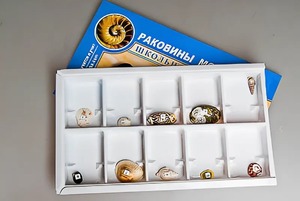 Коллекция "Раковины моллюсков" - fgospostavki.ru - Тамбов