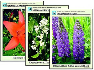 Гербарий фотографический "Основные группы растений" - fgospostavki.ru - Тамбов