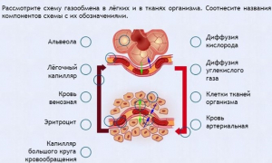 Интерактивные курсы. Биология 9 класс. Расширенный. - fgospostavki.ru - Тамбов