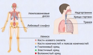 Интерактивные курсы. Биология 9 класс. Базовый. - fgospostavki.ru - Тамбов