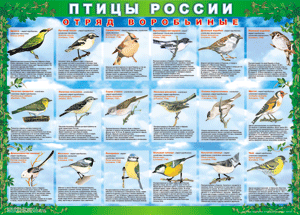 Комплект таблиц "Птицы России (4 листа)" (100х140 сантиметров, винил) - fgospostavki.ru - Тамбов