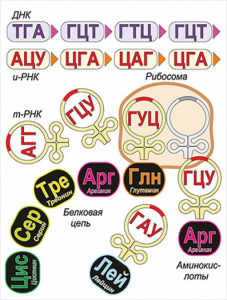 Модель-аппликация Биосинтез белка - fgospostavki.ru - Тамбов