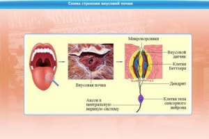 Интерактивные курсы. Биология 10 класс. Базовый. - fgospostavki.ru - Тамбов