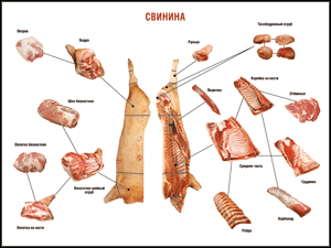 Таблица "Правила разделки мясных туш. Свинина" (100х140 сантиметров. винил) - fgospostavki.ru - Тамбов
