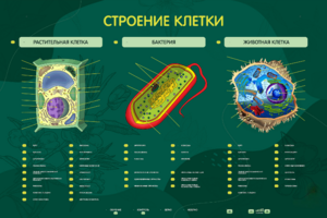 Электрифицированный стенд "Строение клетки" с маркерными полями - fgospostavki.ru - Тамбов