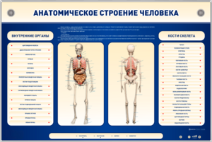 Электрифицированный стенд-тренажер c макетом скелета "Анатомическое строение человека" - fgospostavki.ru - Тамбов