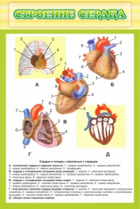 Стенд "Строение сердца" - fgospostavki.ru - Тамбов