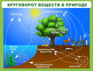 Стенд "Круговорот веществ" - fgospostavki.ru - Тамбов