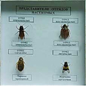 Коллекция энтомологическая "Представители отряда насекомых" - fgospostavki.ru - Тамбов