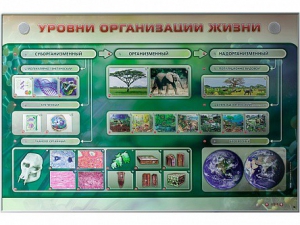 Электрифицированный стенд "Уровни организации жизни" - fgospostavki.ru - Тамбов