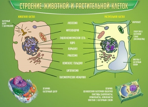 Стенд "Строение животной и растительной клеток" - fgospostavki.ru - Тамбов