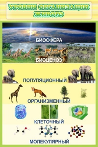 Стенд "Уровни организации живого" - fgospostavki.ru - Тамбов