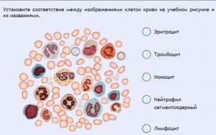 Интерактивные курсы. Биология 11 класс. Расширенный. - fgospostavki.ru - Тамбов