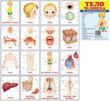 Раздаточные карточки "Тело человека" - fgospostavki.ru - Тамбов