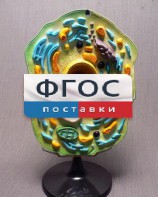 Модель "Клетка растения" - fgospostavki.ru - Тамбов