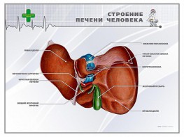 Стенд "Строение печени человека" - fgospostavki.ru - Тамбов