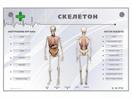Электрифицированный стенд-тренажер "Скелетон" - fgospostavki.ru - Тамбов