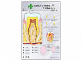 Электрифицированный стенд "Анатомия зуба" - fgospostavki.ru - Тамбов