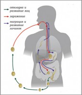 Модель-аппликация Цикл развития аскариды - fgospostavki.ru - Тамбов