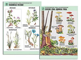 Комплект таблиц "Окружающий мир. Грибы. Растительный мир" (12 таблиц, А1, ламинированные) - fgospostavki.ru - Тамбов