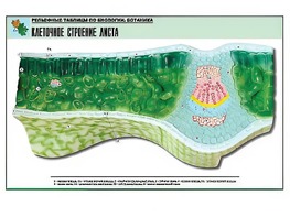 Рельефная таблица "Клеточное строение листа" (формат А1, матовое ламинирование) - fgospostavki.ru - Тамбов